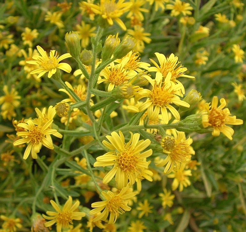Dittrichia viscosa